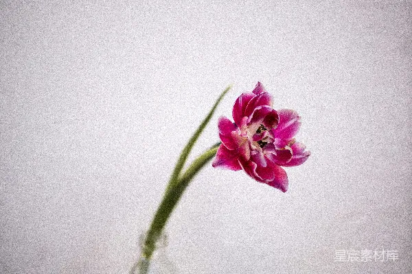 高清摄影 瓶中花的静谧时光