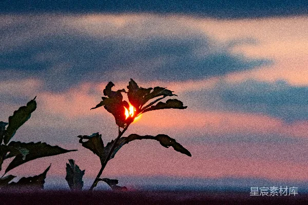 高清摄影 夕阳中的枯枝剪影