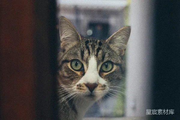 高清摄影 透过窗户的神秘猫眼