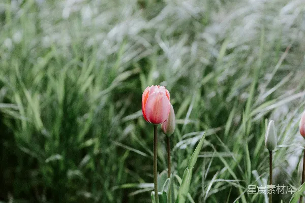 高清摄影 静谧的春日花海