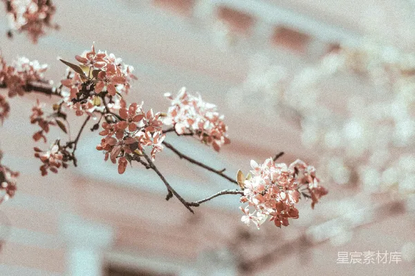 高清摄影 春日花枝与古典建筑