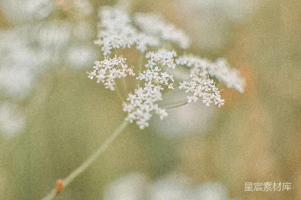 高清摄影 淡雅的白色花朵特写