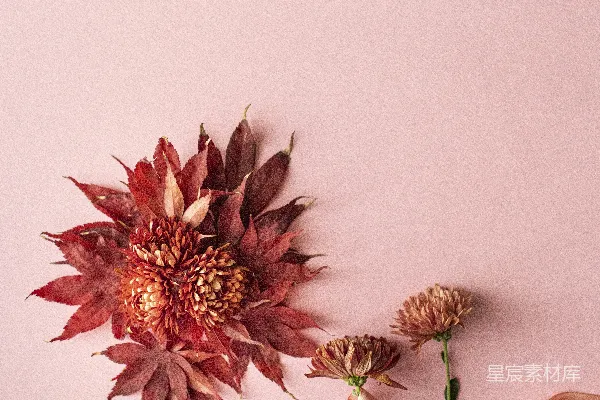 高清摄影 秋日静谧花艺