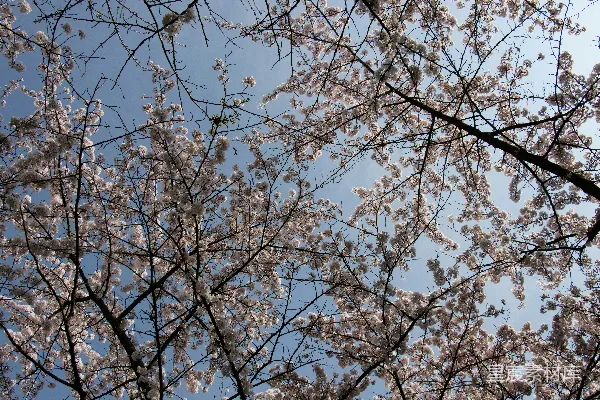 高清摄影 春风里的樱花树