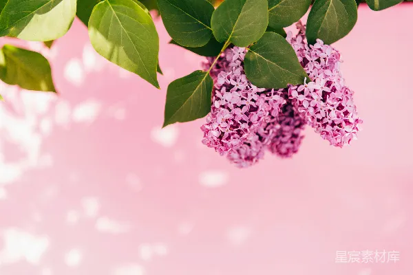 高清摄影 浪漫紫色丁香花
