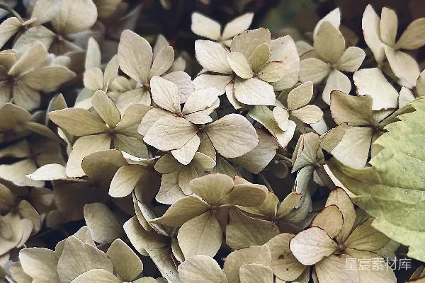 高清摄影 紫色绣球花特写