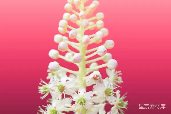 高清摄影 粉白相间的花朵