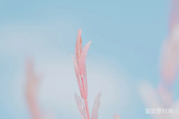 高清摄影 粉嫩植物与蓝天的静谧之美