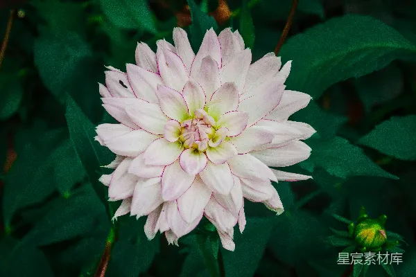 高清摄影 粉白相间的菊花
