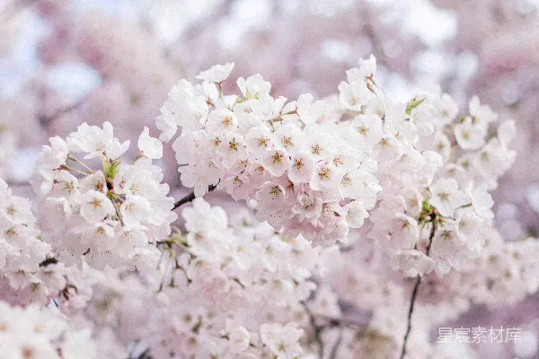 高清摄影 粉白樱花盛开的春天