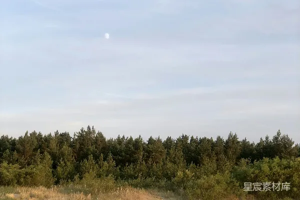 高清摄影 沙丘与月光下的宁静森林