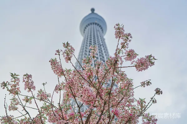 高清摄影 东京晴空塔与樱花