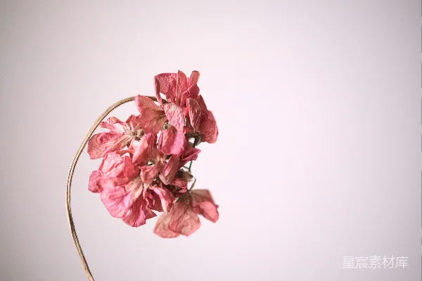 高清摄影 干枯的粉红色花瓣