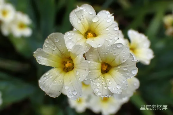 高清摄影 雨后洁白的花朵
