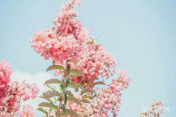 高清摄影 盛开的粉色花树