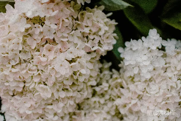高清摄影 粉白绣球花特写