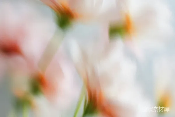 高清摄影 模糊中的花影