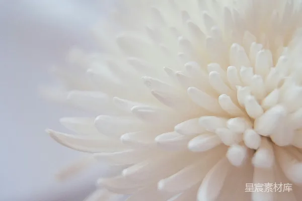 高清摄影 优雅的白色雏菊特写