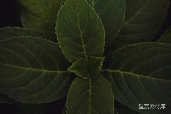 高清摄影 深色调的植物叶片特写