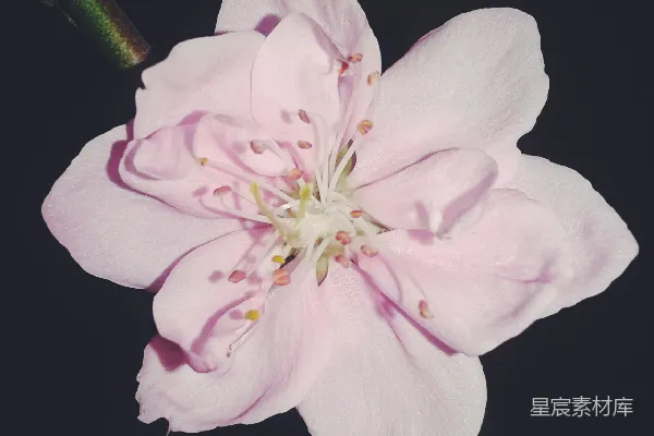 高清摄影 桃花盛开