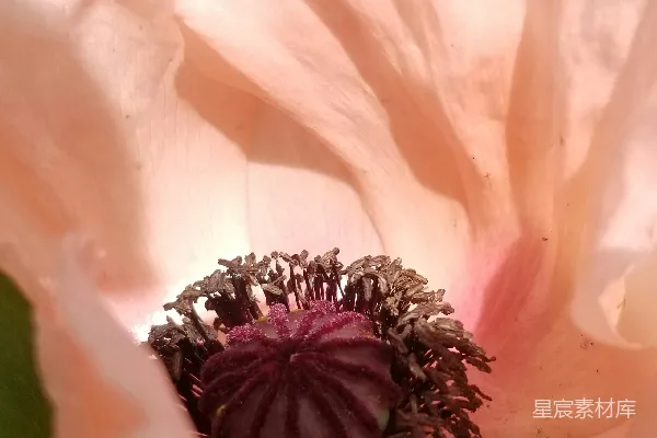 高清摄影 粉色罂粟花特写