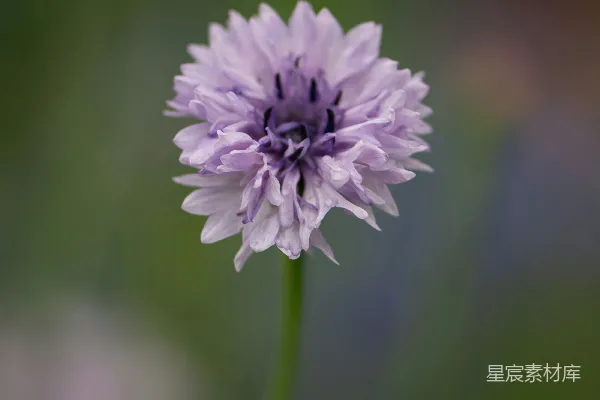 高清摄影 紫色小花特写