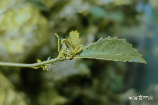 高清摄影 自然中的小生灵：伪装的叶蝉