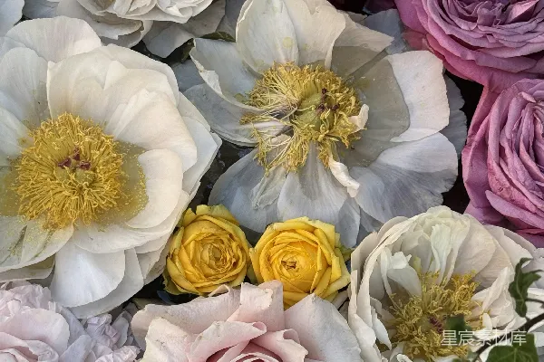 高清摄影 花瓣与色彩的静谧之美