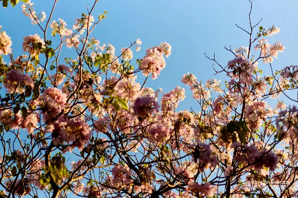 高清摄影 春风里的粉色花海