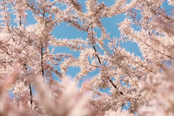 高清摄影 春风里的樱花树