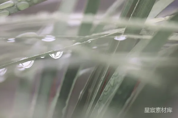 高清摄影 雨后绿叶上的露珠