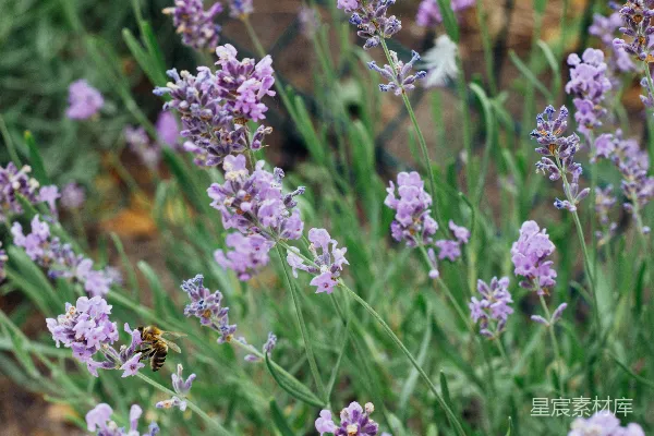 高清摄影 薰衣草上的蜜蜂