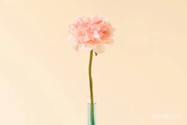 高清摄影 简约花瓶中的粉色花朵