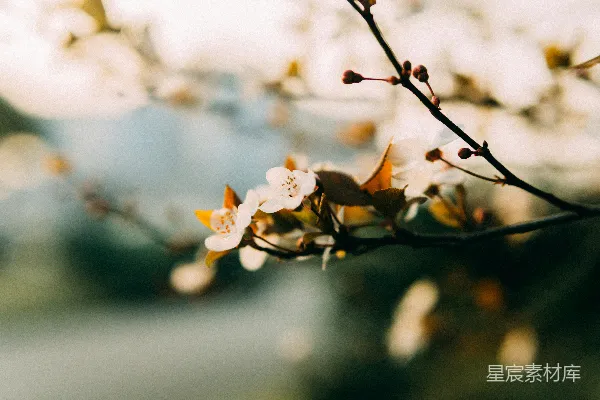 高清摄影 春日樱花绽放
