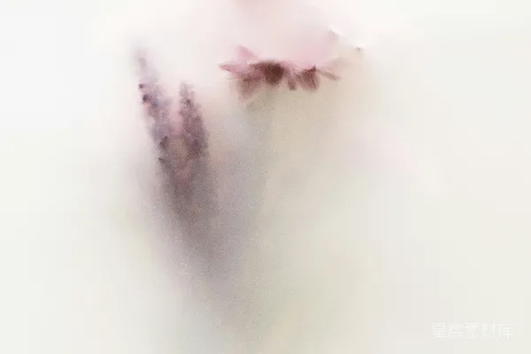高清摄影 迷雾中的花朵