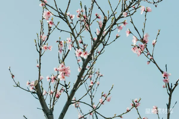 高清摄影 春天的粉色花枝