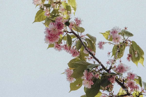 高清摄影 盛开的樱花枝头