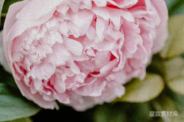 高清摄影 粉红牡丹绽放