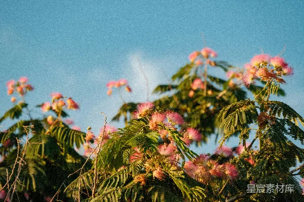 高清摄影 粉红色的合欢花在蓝天背景下绽放