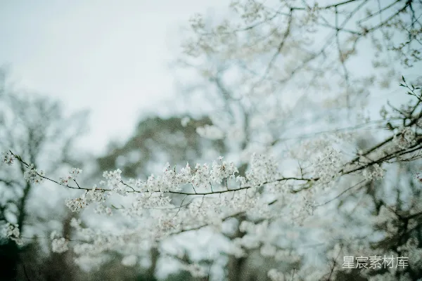 高清摄影 樱花盛开的宁静时刻