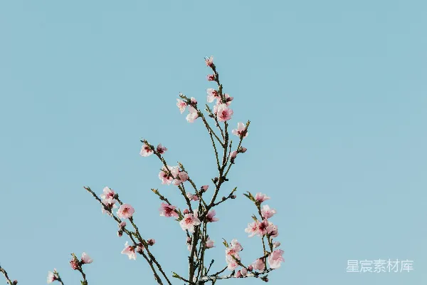高清摄影 春天的花枝与蓝天