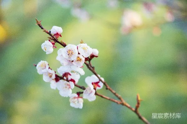 高清摄影 春日花枝绽放