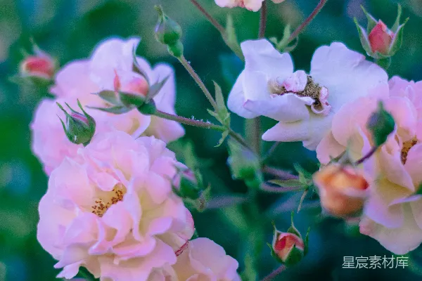 高清摄影 晨光中的粉玫瑰