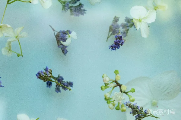 高清摄影 漂浮的花与水