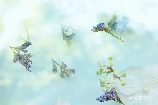 高清摄影 淡雅花语：夏日清新的花卉背景