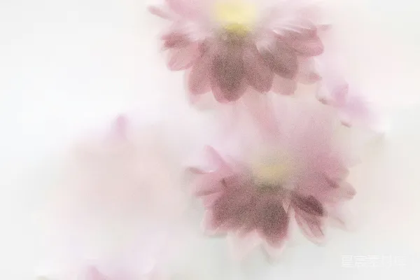 高清摄影 粉紫色的花在雾中漂浮