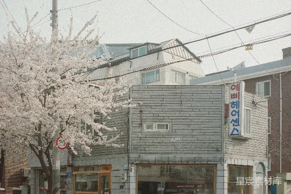 高清摄影 春日里的樱花与街角小店