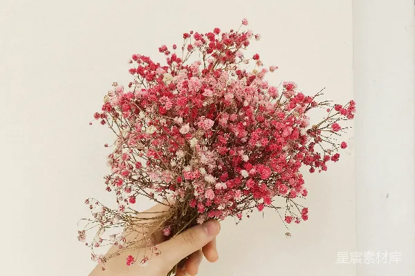 高清摄影 手持粉色花朵的温柔瞬间