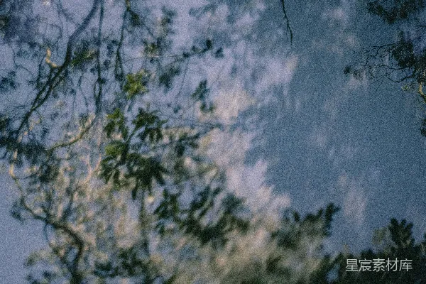 高清摄影 树影下的天空