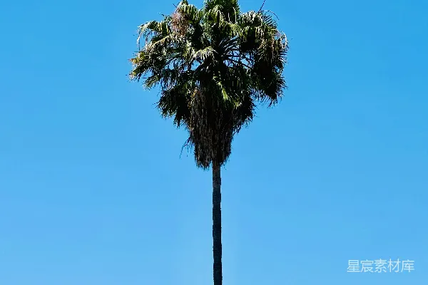 高清摄影 蓝天下的椰子树